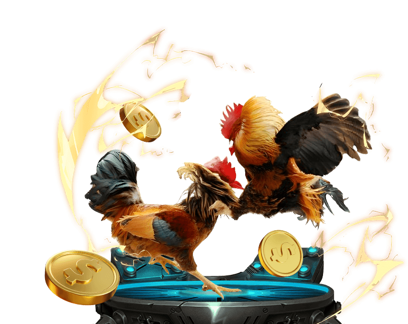 Hình ảnh một trận đá gà kịch tính tại đấu trường, thể hiện sự hấp dẫn của 999bet